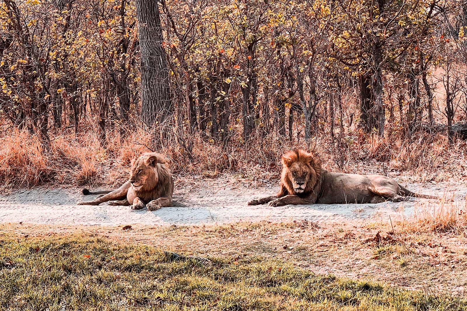 Two lions resting in Botswana, Africa. My best photos of Botswana
