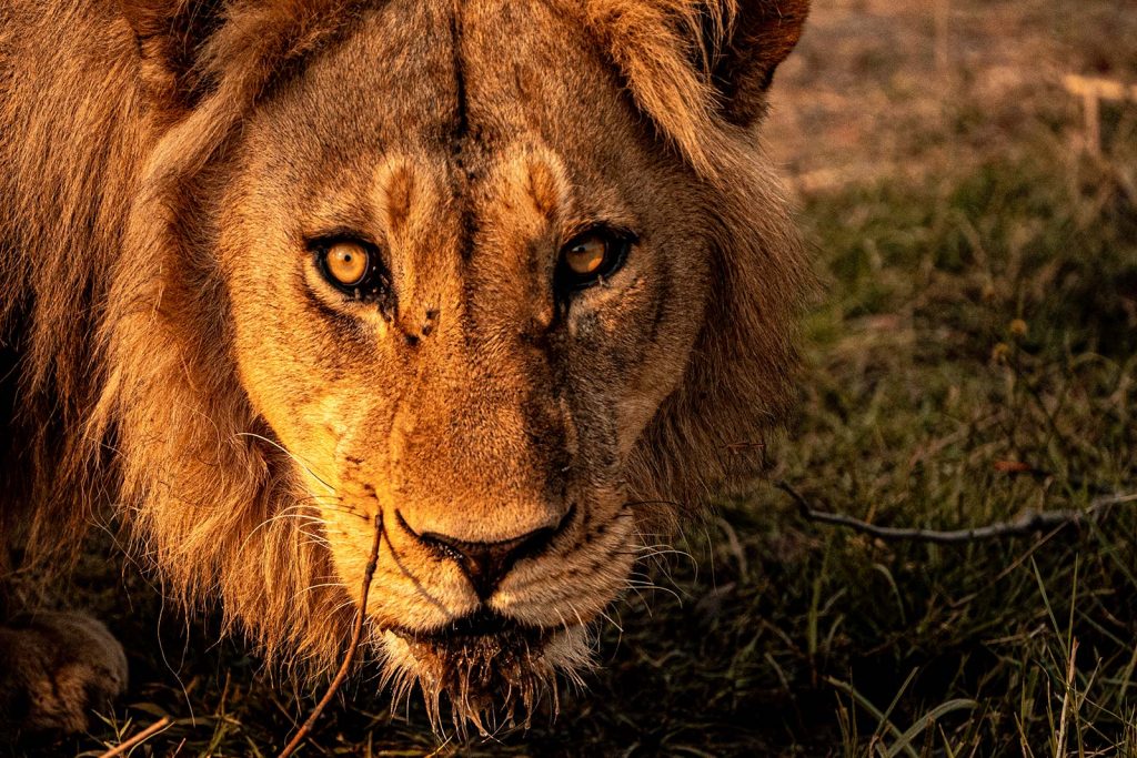 Lion staring in Botswana, Africa. The Southern Africa series reflection post