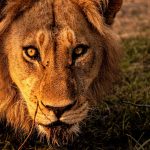 Lion staring in Botswana, Africa. Getting chased by a herd of elephants