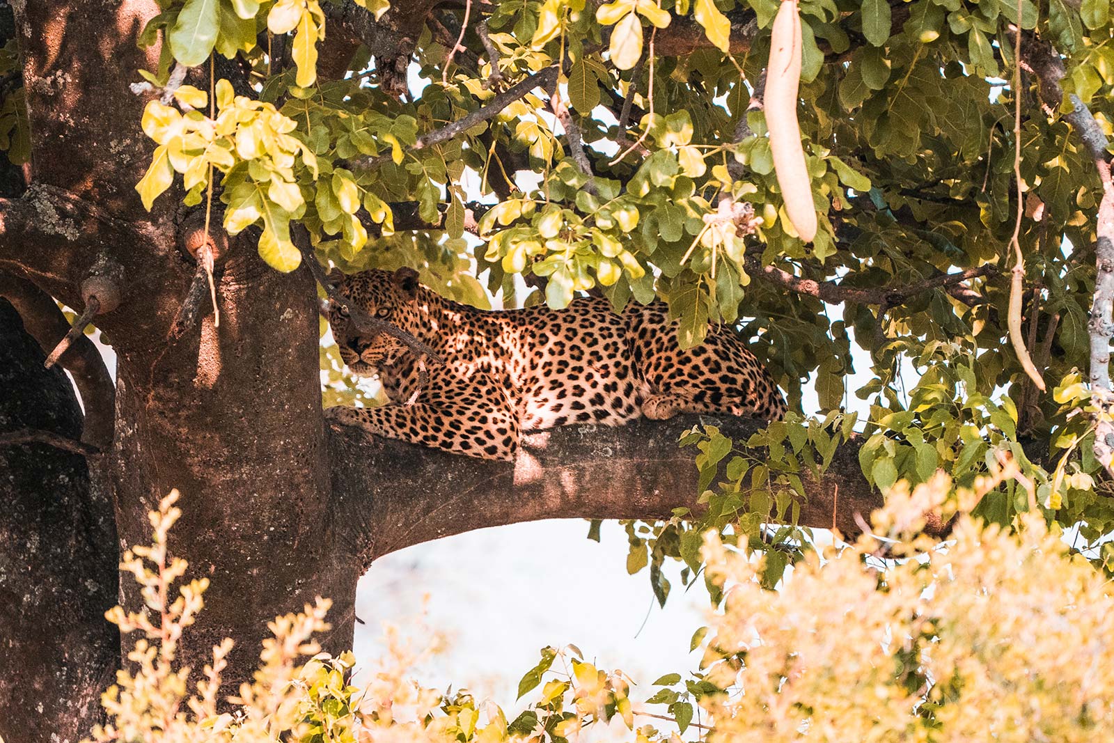 Leopard on a tree in Botswana, Africa. Getting chased by a herd of elephants