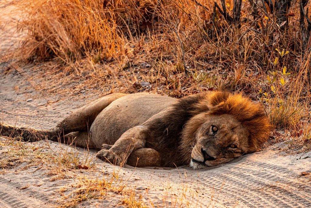 Sleepy lion in Botswana, Africa. Getting chased by a herd of elephants