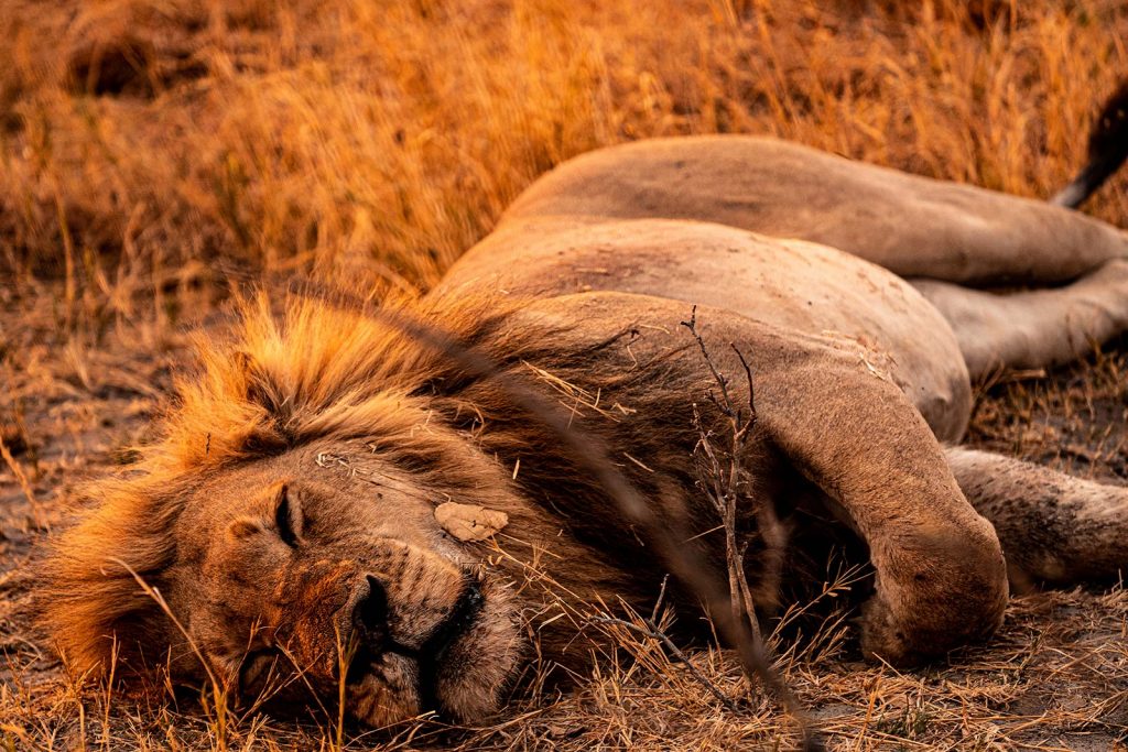 Sleeping lion in Botswana, Africa. Getting chased by a herd of elephants