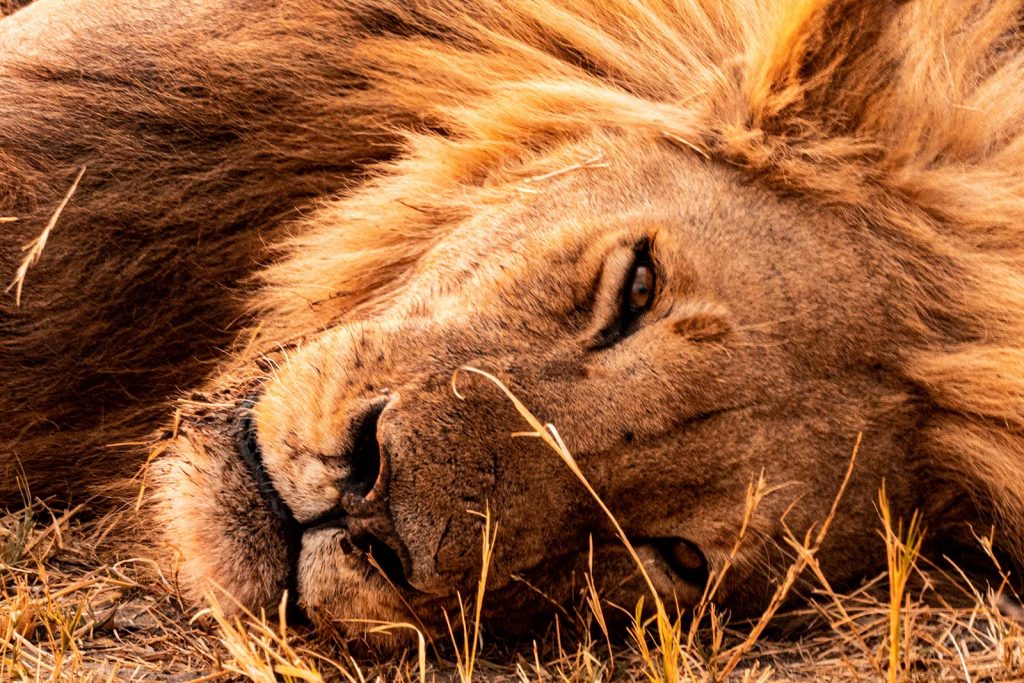 Lion resting in Botswana, Africa. The Southern Africa series reflection post