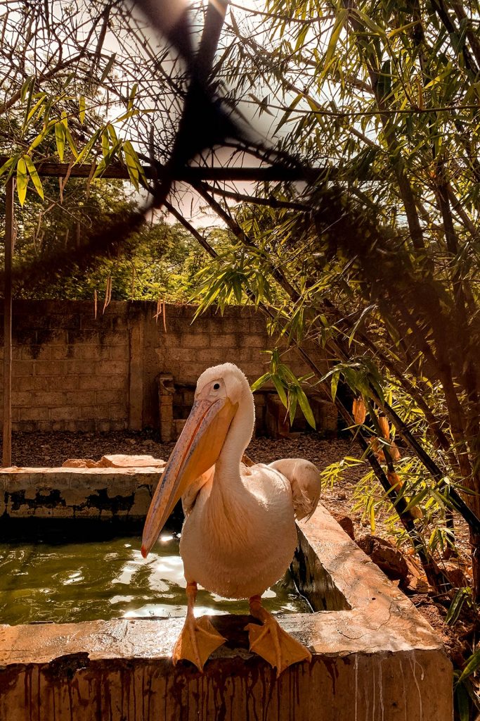 Pelican at a zoo in Ouagadougou, Burkina Faso. The most horrible zoo