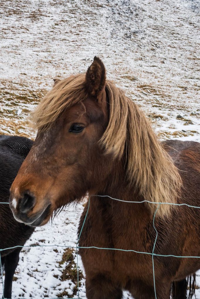 Icelandic Horse in Iceland. Waking up in a winter wonderland