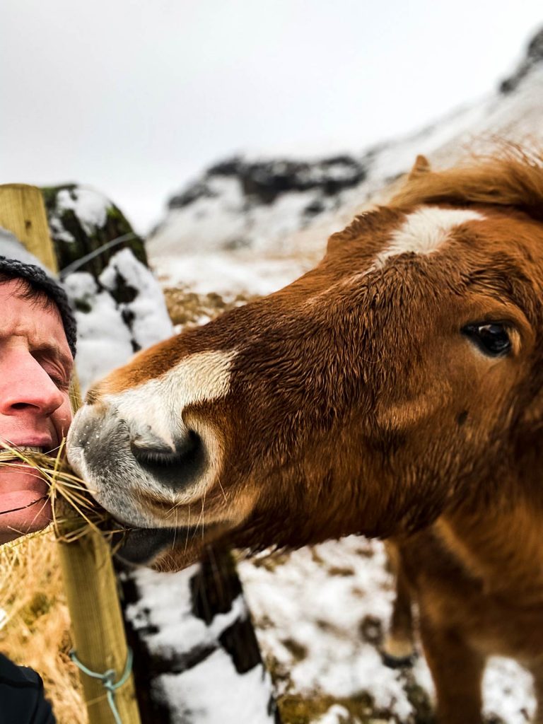David Simpson feeding Icelandic Horse in Iceland. Waking up in a winter wonderland