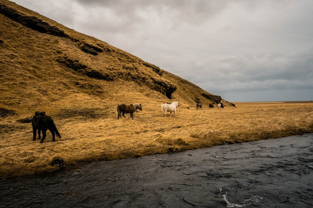Icelandic horses at Kvernufoss Waterfalls in Iceland. A day of waterfalls