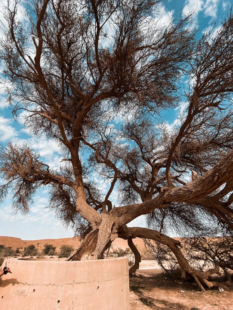 Fallen tree in Saudi Arabia. A trip to the edge of the world