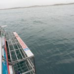 SHARK DIVING CAPE TOWN
