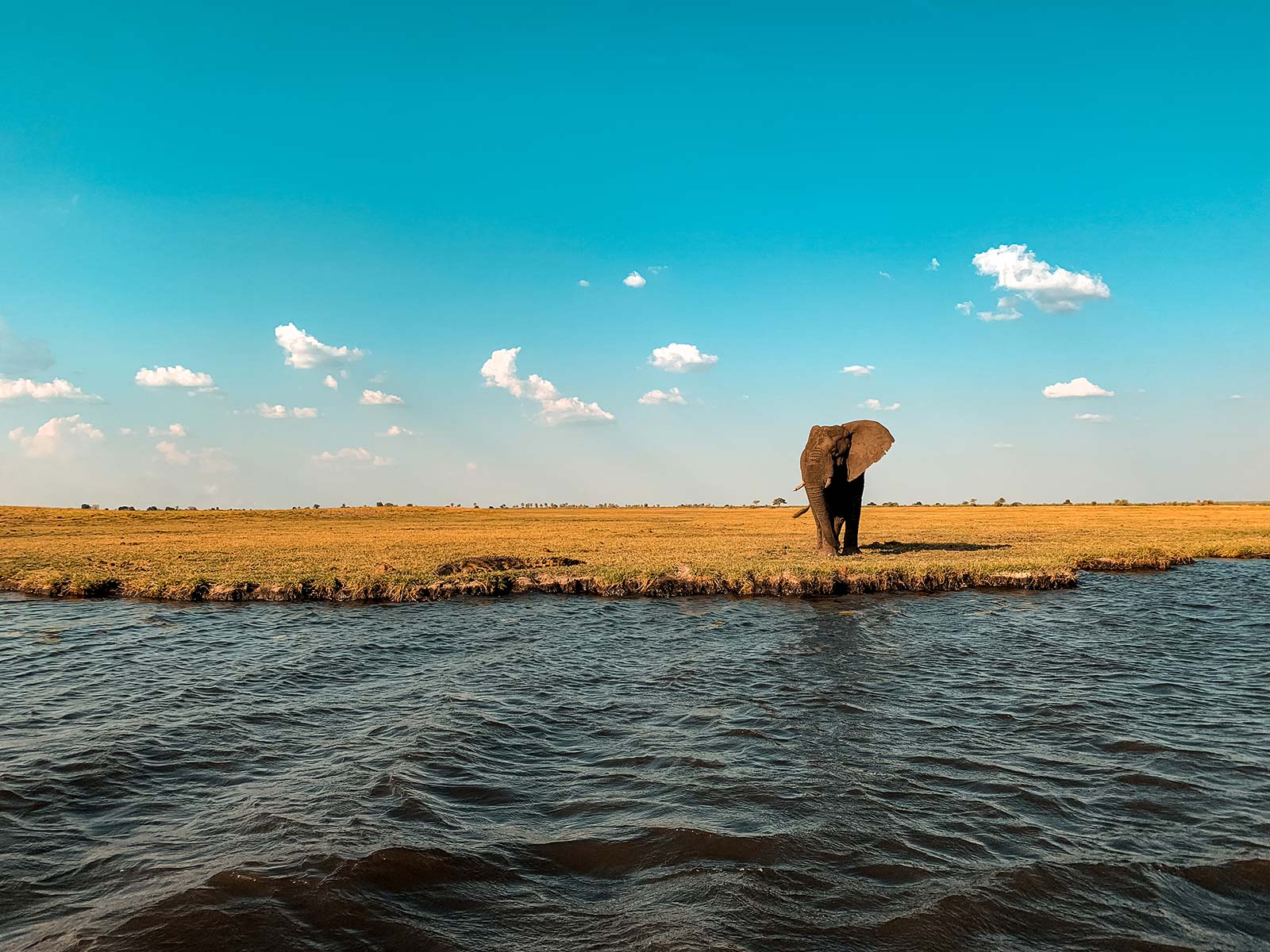Elephant at Zambezi River in Namibia, Africa. Kasenu Village, Namibia
