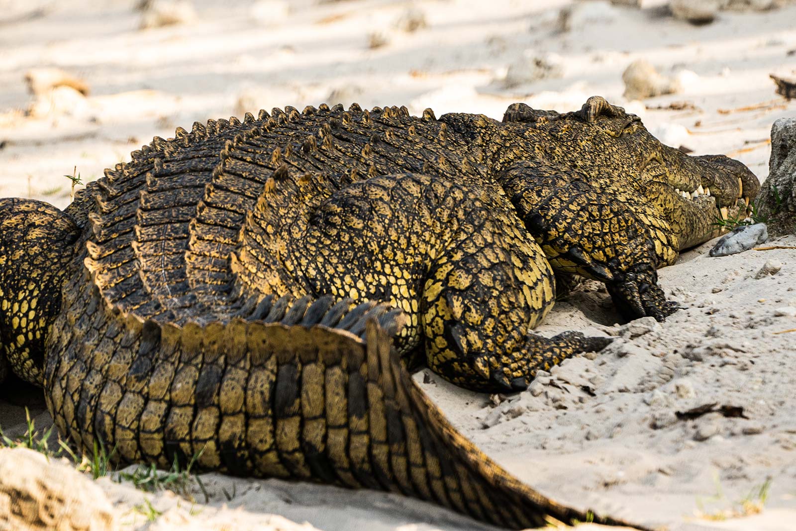 Crocodile resting in the river banks in Namibia, Africa. Kasenu Village, Namibia