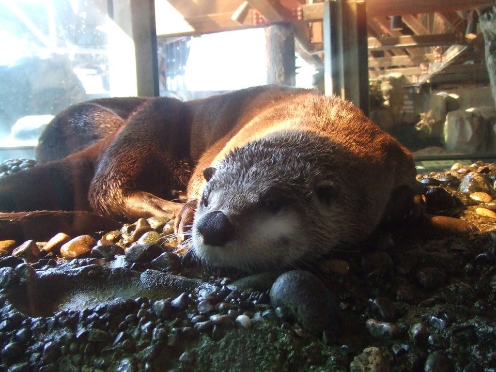 A sleeping ferret in Seattle. Crossing into Seattle