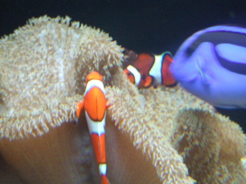 Two clown fishes and a Dory fish inside an aquarium in Seattle. Crossing into Seattle