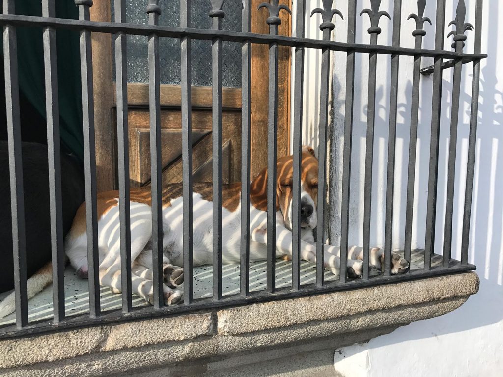 A sleepy dog by railings in Antigua, Guatemala. Volcanic diarrhea in Antigua