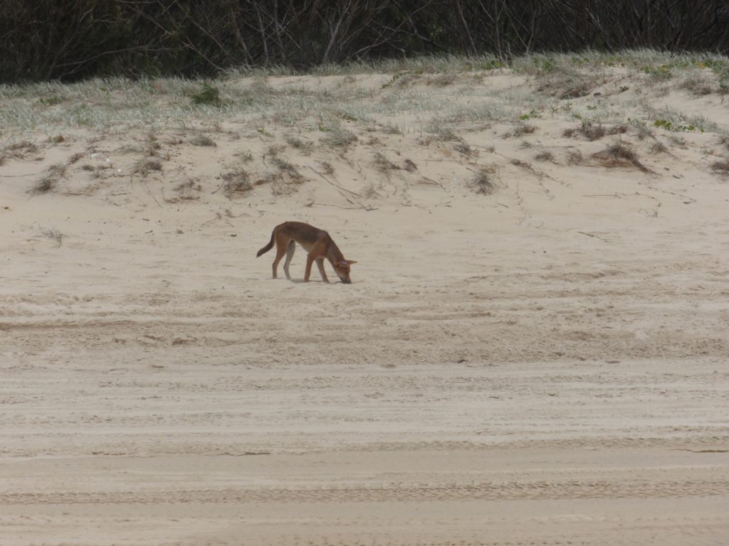Dingo in Fraser Island. Dingos on Fraser Island