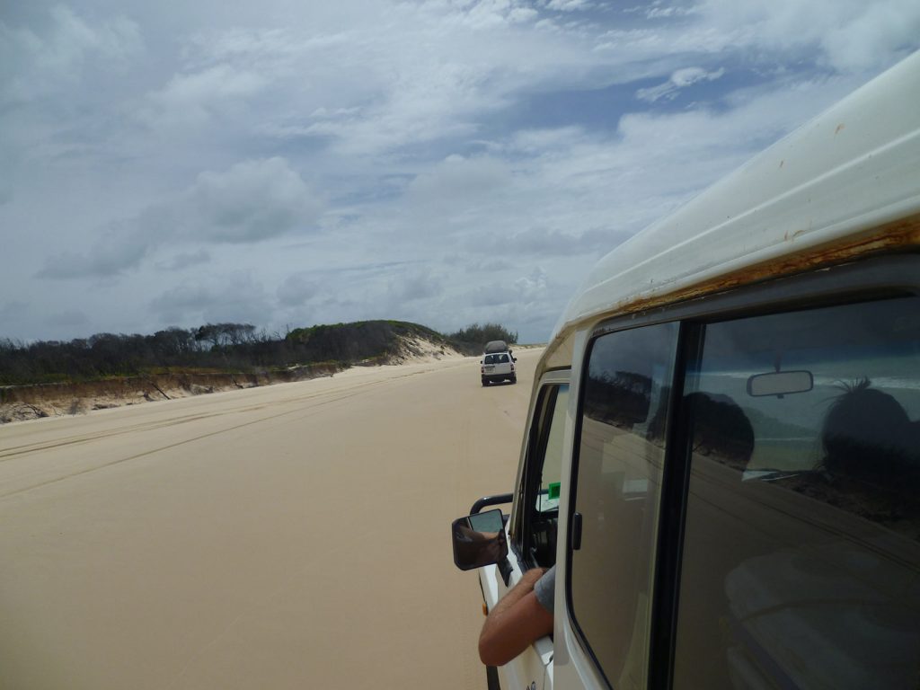 Road trip in Fraser Island. Dingos on Fraser Island