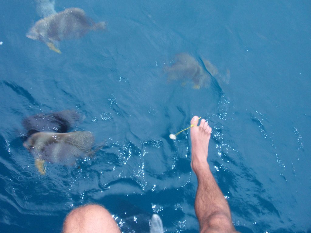 Feeding the fishes during the Whitsundays cruise. Sleeping under the stars at the Whitsundays