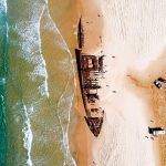 Dingos on Fraser Island