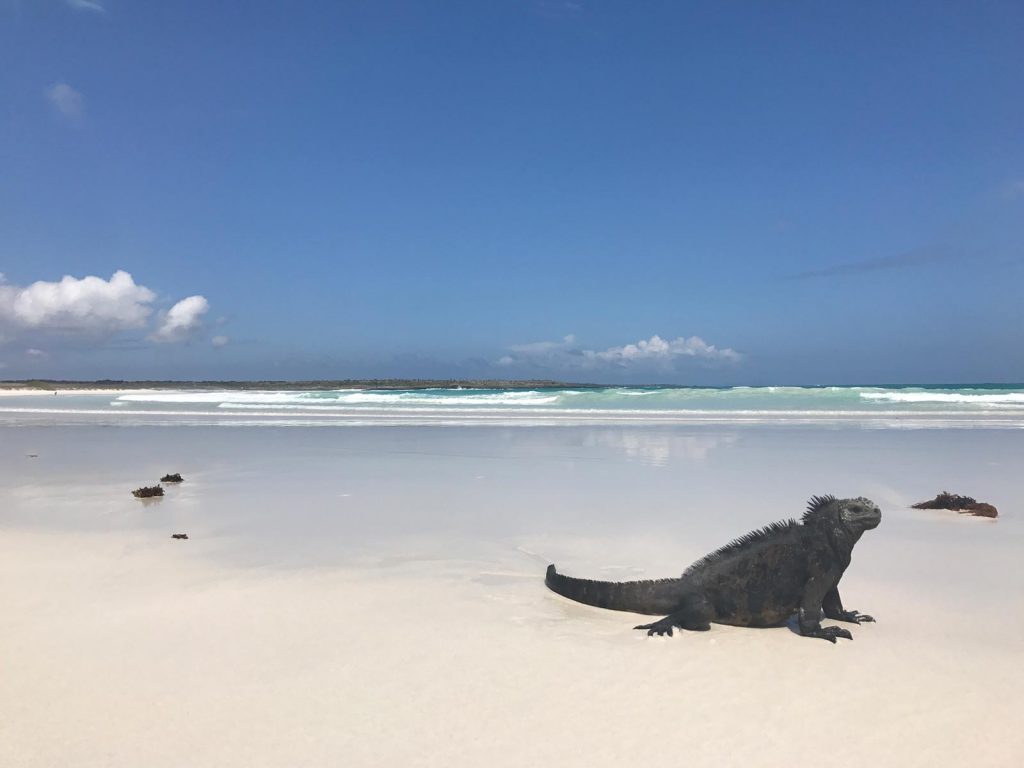 Iguana by the beach in Galapagos, Ecuador. Swimming with sharks in the Galapagos