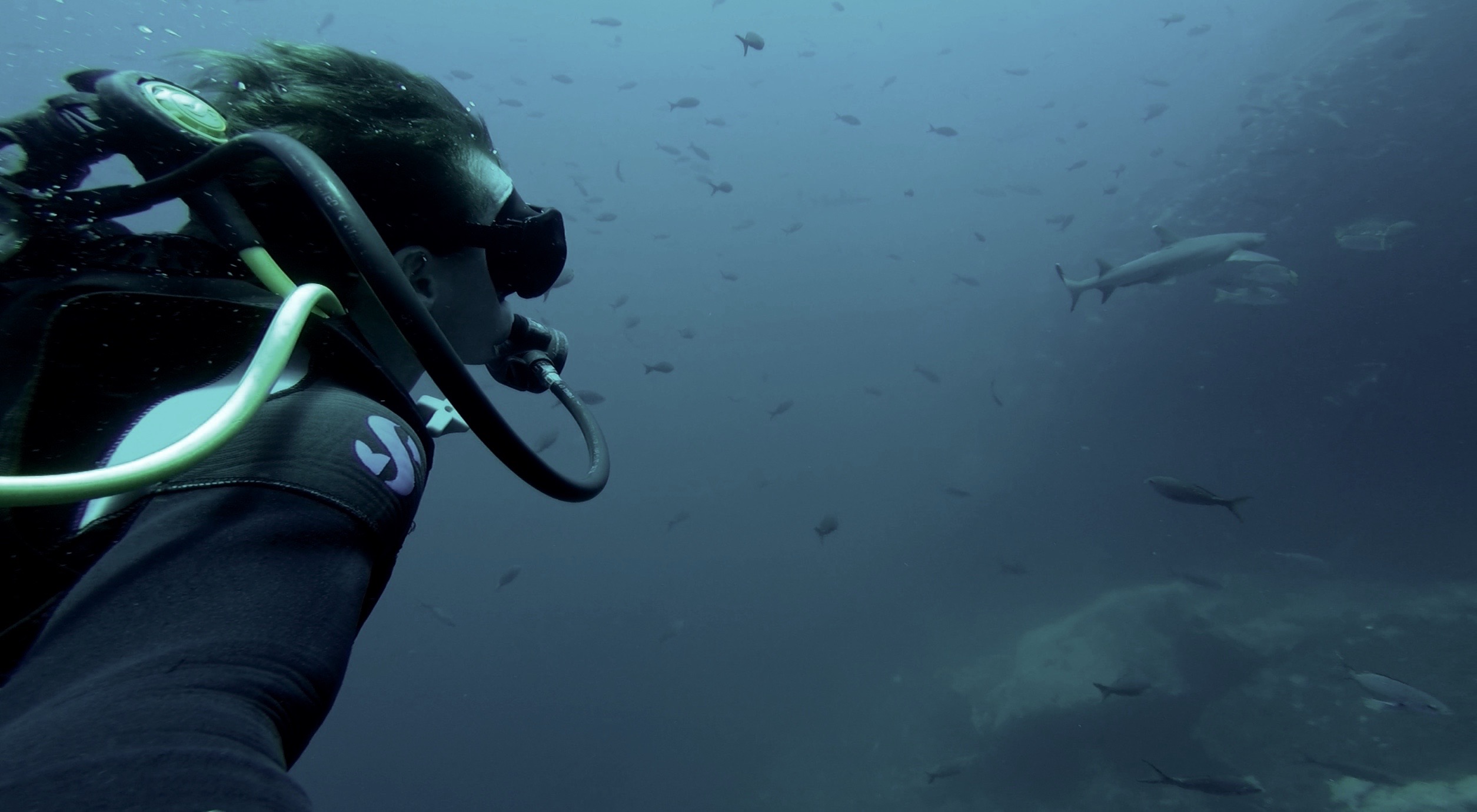 David Simpson swimming with shark in Galapagos, Ecuador. Swimming with sharks in the Galapagos
