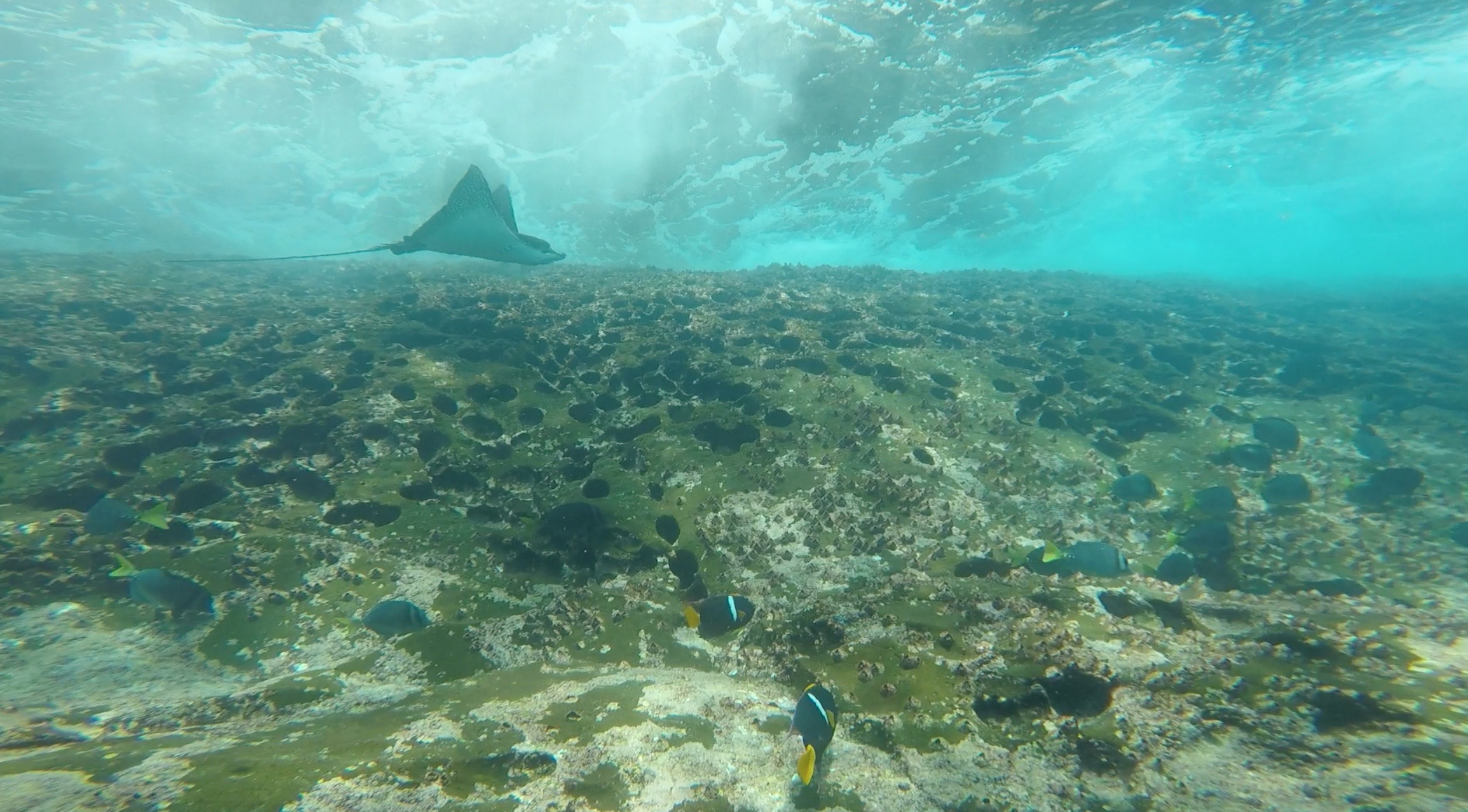Ray and fishes underwater in Galapagos, Ecuador. Swimming with sharks in the Galapagos