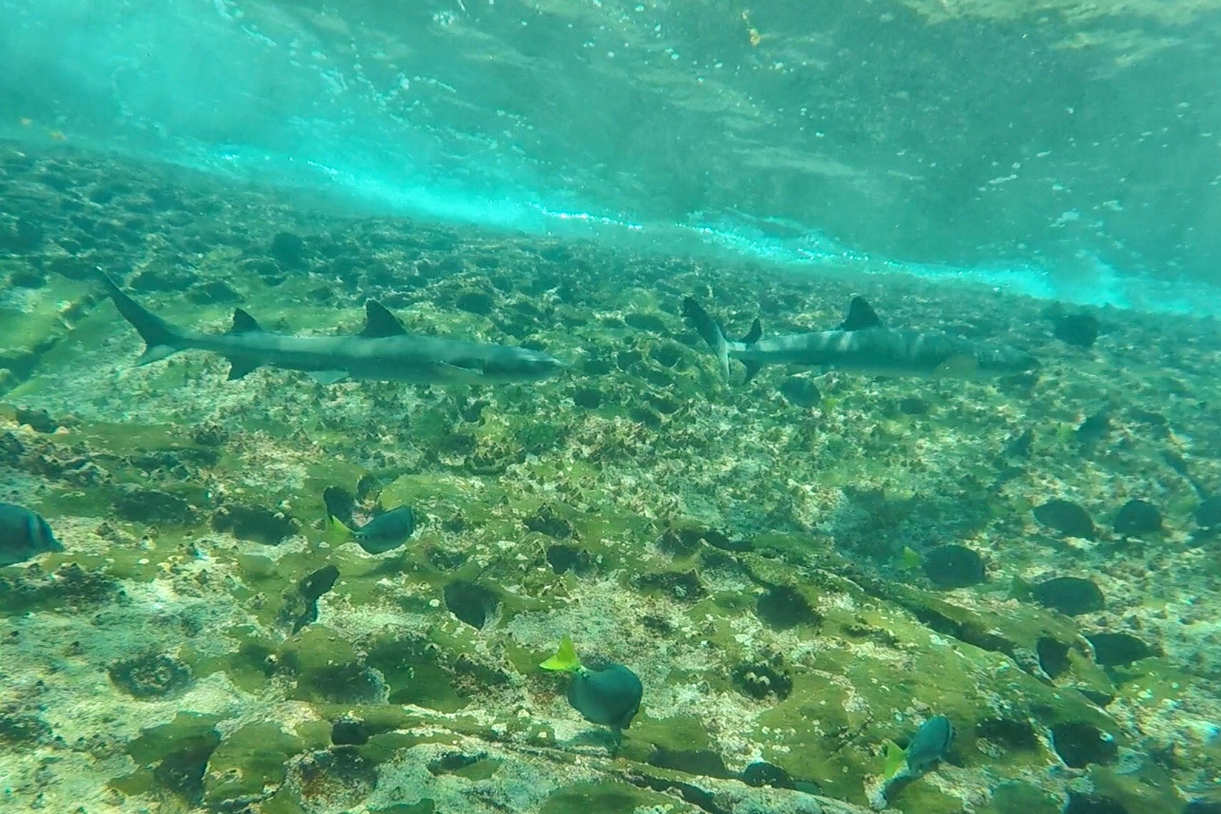Sharks and fishes underwater in Galapagos, Ecuador. Swimming with sharks in the Galapagos