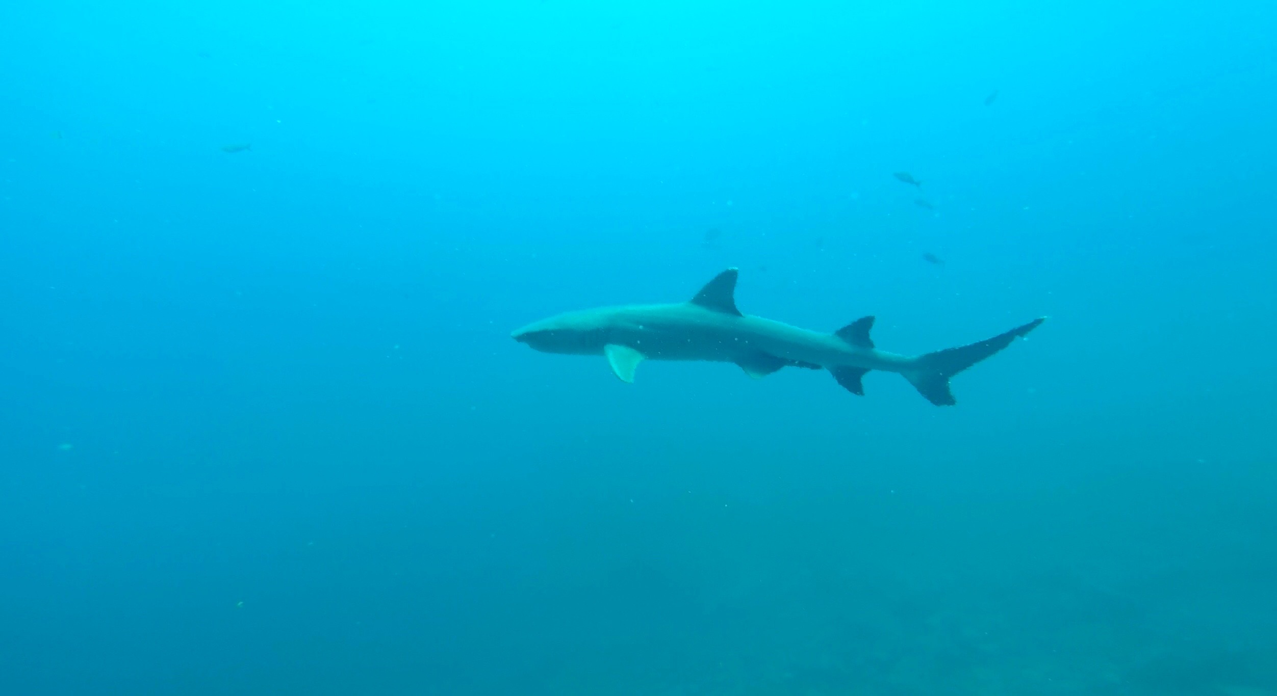 A shark underwater in Galapagos, Ecuador. Swimming with sharks in the Galapagos