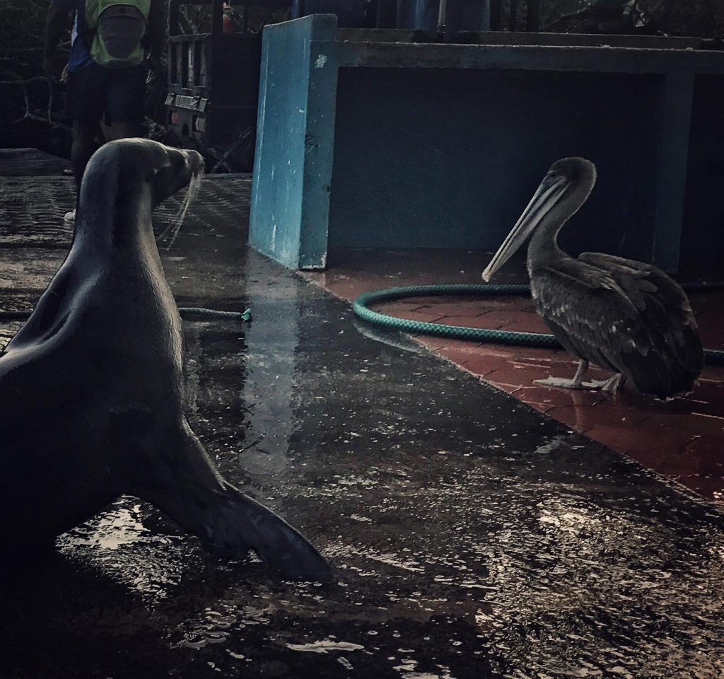 Pelican and seal staring at one another in Galapagos, Ecuador. Swimming with sharks in the Galapagos