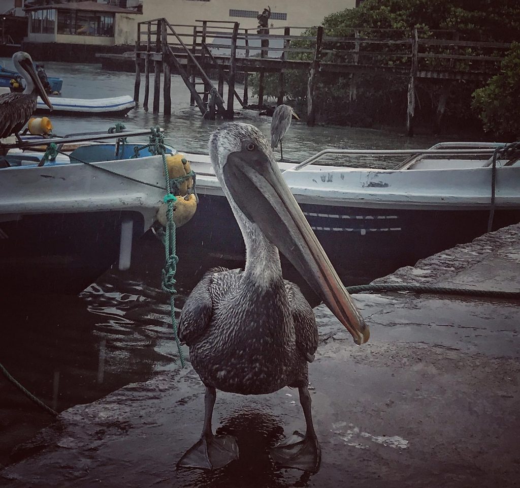 Pelicans by the dock in Galapagos, Ecuador. Swimming with sharks in the Galapagos