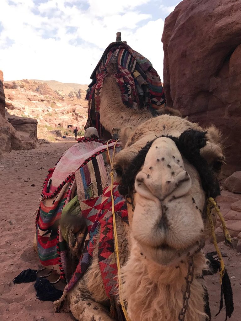 Camel resting in the shade in Petra, Jordan. Petra, an incredible wonder