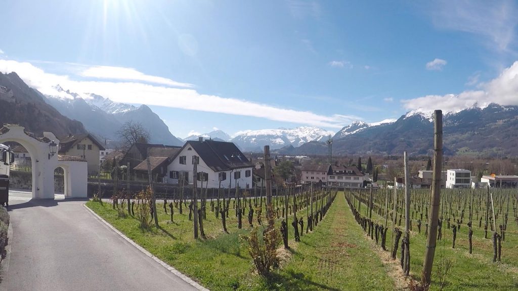 Inside the newly planted vineyard in Vaduz, Liechtenstein. Cheltenham, Europe & Mum's 60th summed up in photos