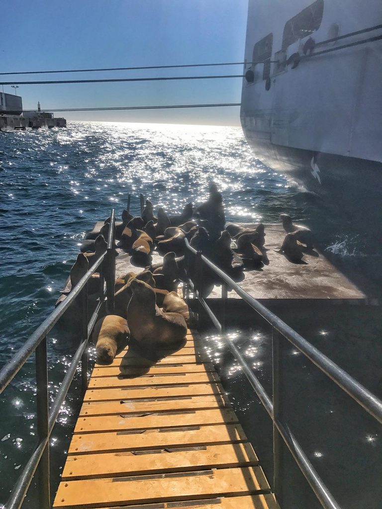 Sea Lions sun bathing in Puerto Madryn, Argentina. Cape Horn on the Cruise to the end of the world