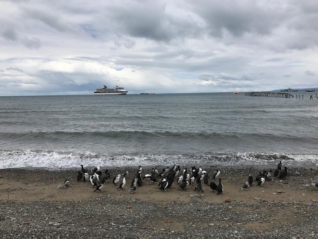 Penguins by the beach in Punta Arenas, Chile. Valparaiso & The Cruise to the end of the World pt3