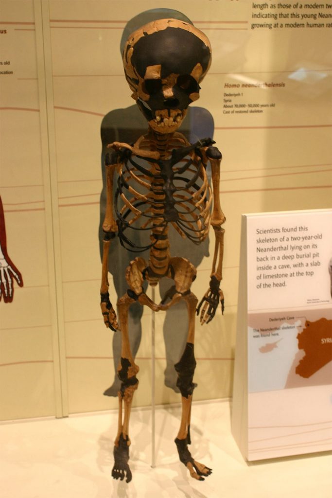 Skeleton of Neanderthal in museum in Aleppo. A day in Aleppo and generosity of new friends