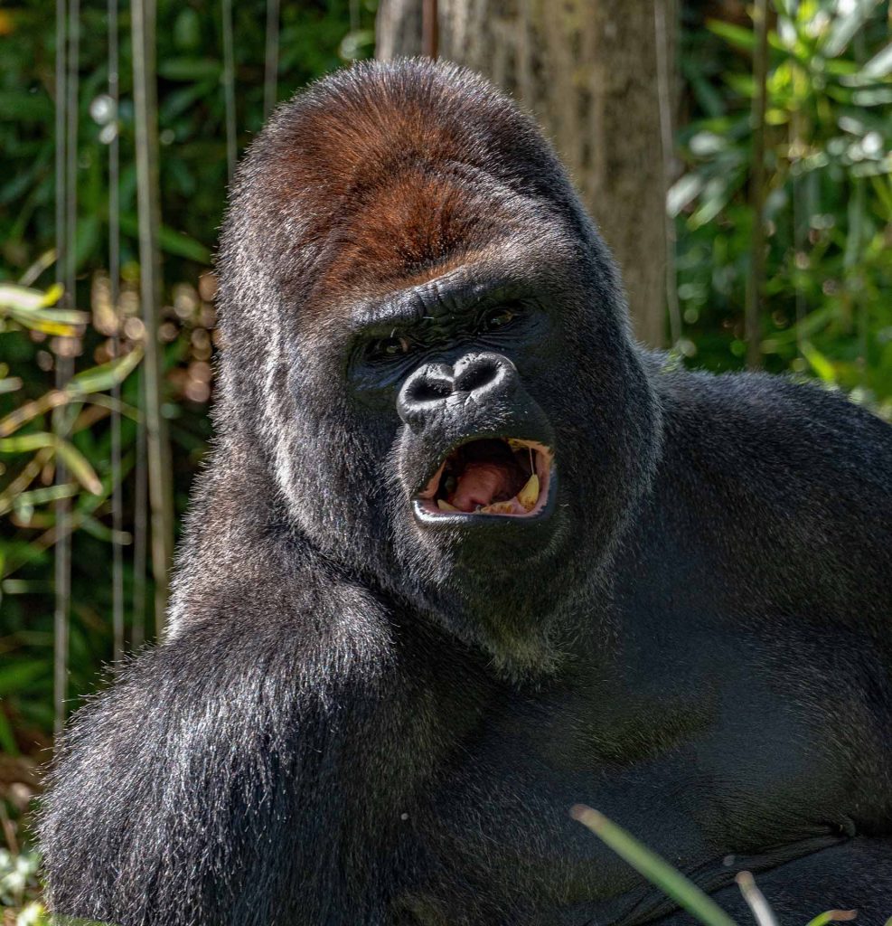 Uganda Mountain Gorilla in Africa. Plans for 2022