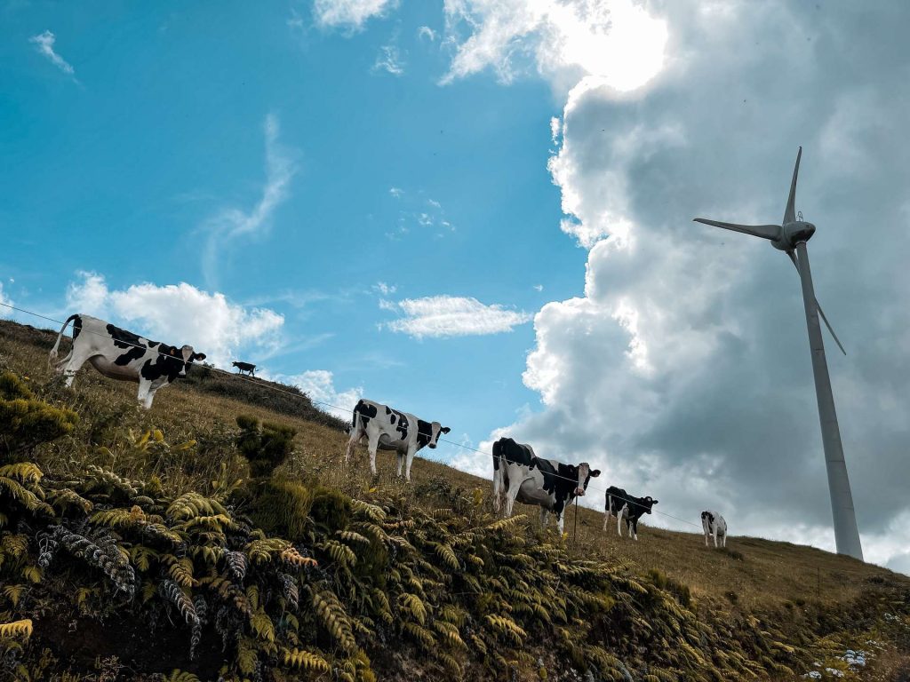 Cows near wind turbine in Terceira Island, The Azores. Is the Azores just Ireland in disguise