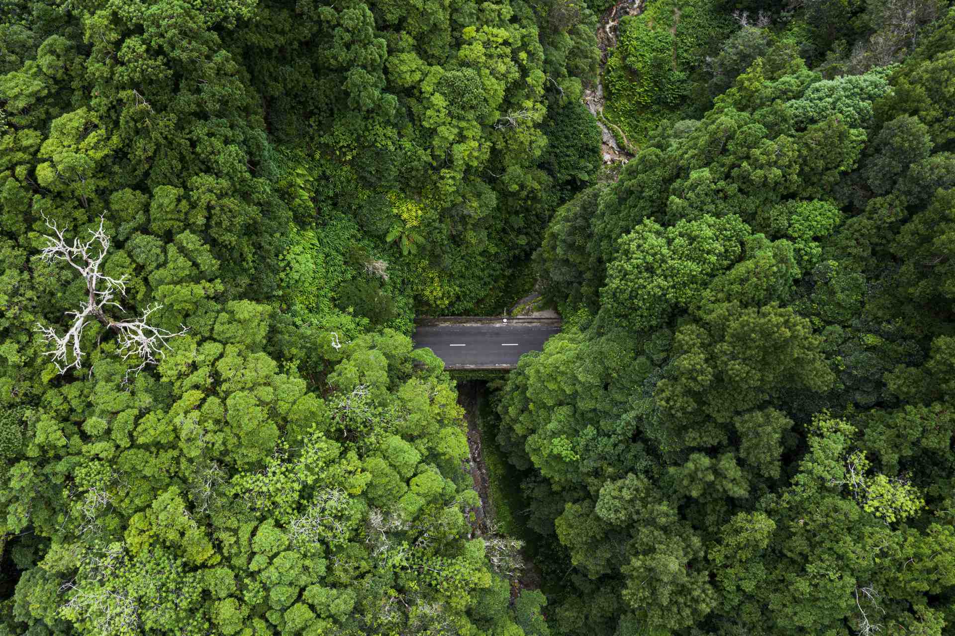 Aerial view of forest in Miguel, The Azores. A day on San Miguel