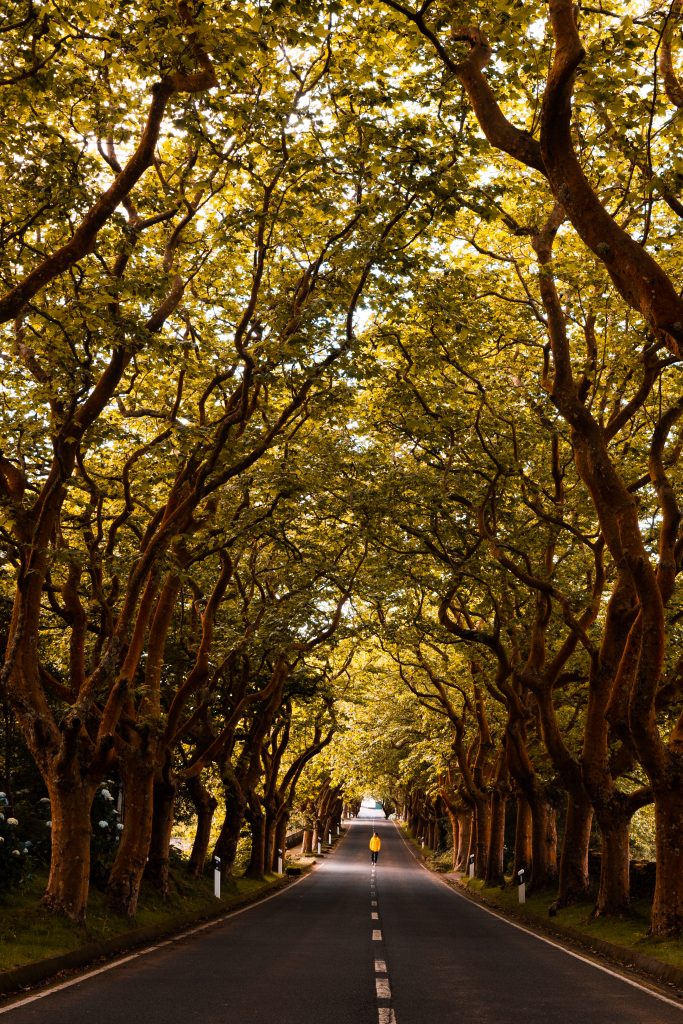 David Simpson among trees on the highway in Terceira Island, The Azores. Terceira, another photographer’s dream
