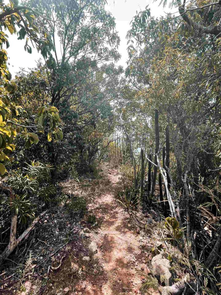 Hike trail thru the trees in Antigua. Sir Vivian Richards & don’t hike in flip flops