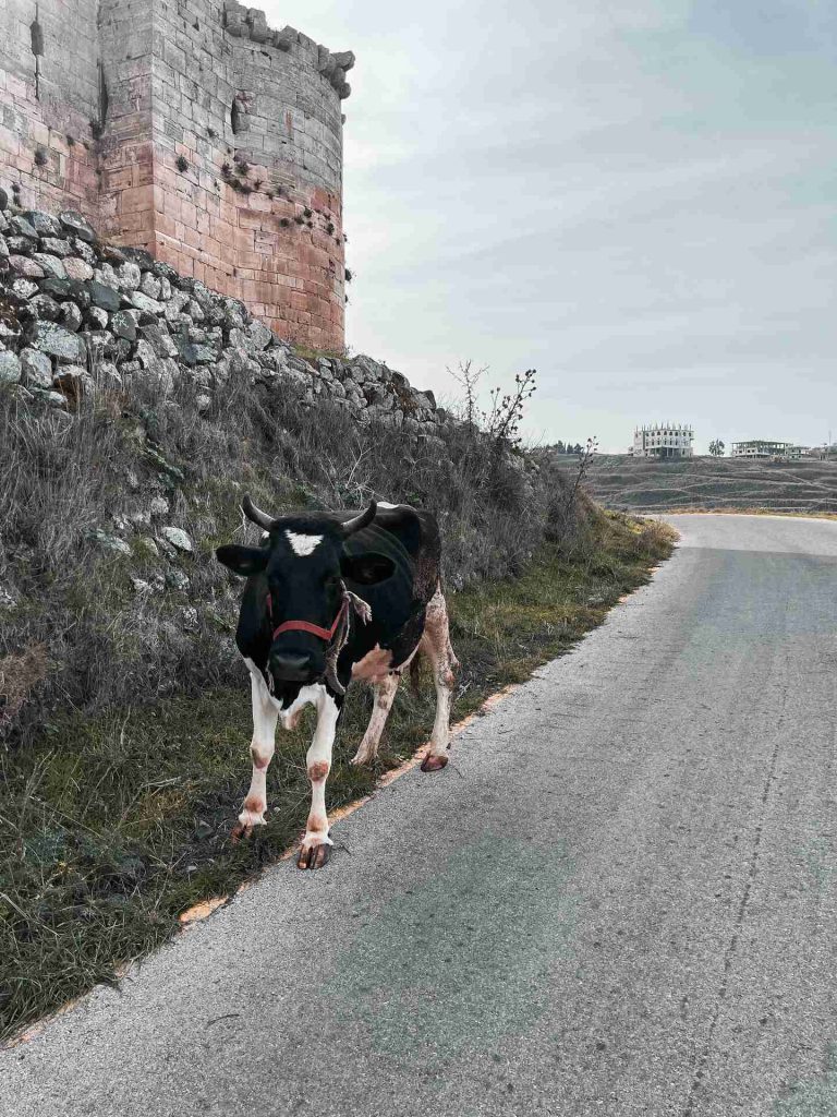 Cow grazing by the side of the road by Krak Des Chevaliers castle. Whats the krak in Syria