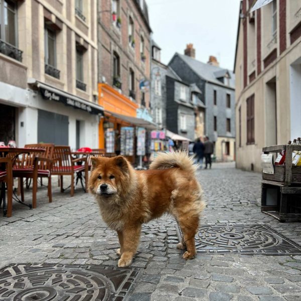 Dog at Honfleur in Normandy, France. The best viewpoint, museum and cafe in France