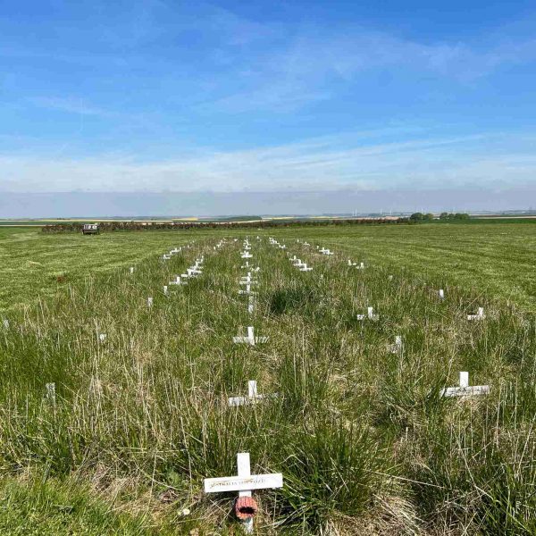Cross grave markers overgrown with grass in Somme Museum, France. The Battle of the Somme