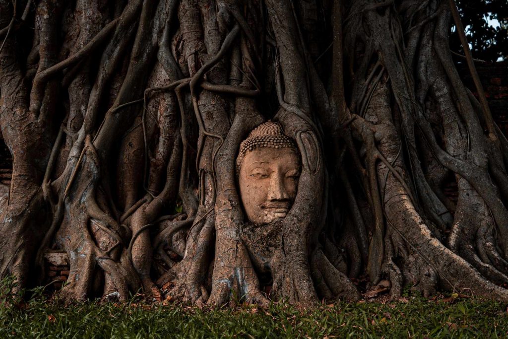 Buddha face in the roots in Ayutthaya, Thailand. The Thailand series reflection post