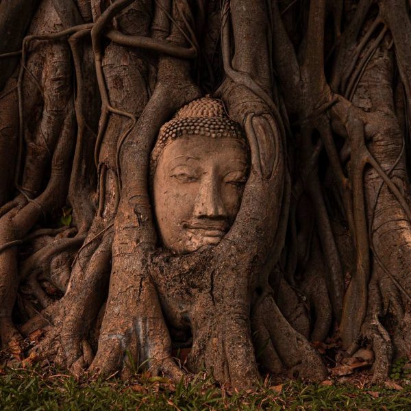 Buddha Head in the roots of a tree in Ayutthaya, Thailand. Ayutthaya, food frenzy & cryo time