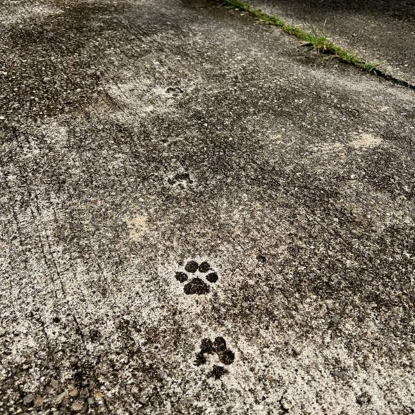 Tiger footprints on cement in Tiger Temple, Thailand. Railay Viewpoint, Tiger Temple & the best Tom Yum in Thailand