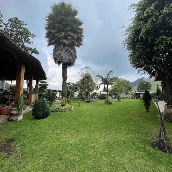 Trees and lawn in Masisi, DRC. Deep into the DRC