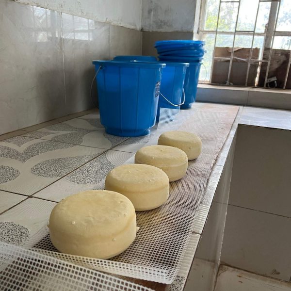 Cheese drying on the table in Masisi, DRC. Deep into the DRC