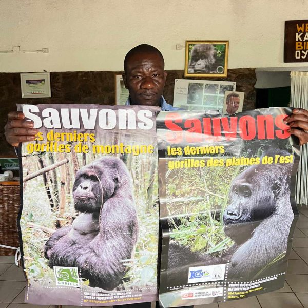 Man holding Gorilla posters in Kahuzi Biega National Park, Bukavu, DRC. Gorillas & sleeping with the general’s wife