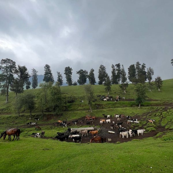 Cows and horses grazing in Masisi, DRC. Deep into the DRC