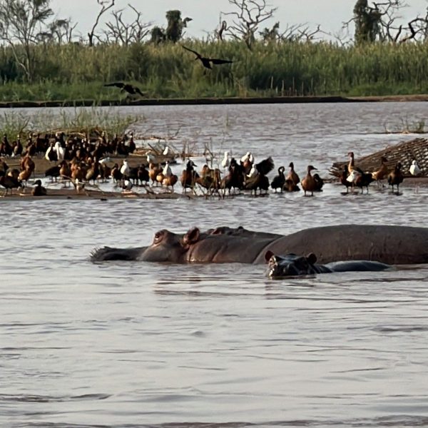 Hippos in the river at Bujumbura in Burundi. The most expensive hotel room in the poorest country